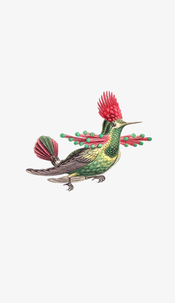 Hummingbird illustration